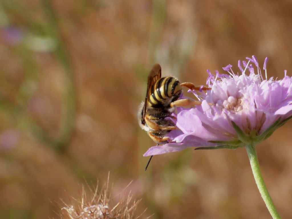 Anthidiellum sp.?